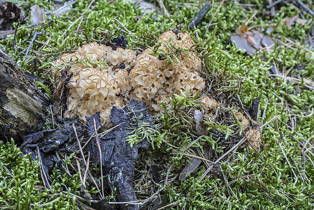 kučierka veľká Sparassis crispa (Wulfen) Fr.