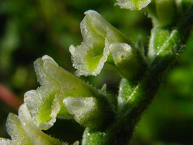 pokrut jesenný Spiranthes spiralis (L.) Chevall.