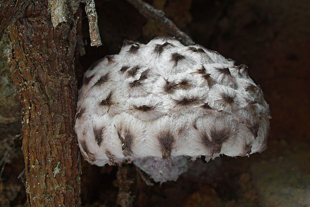 šiškovec šupinatý Strobilomyces strobilaceus (Scop.) Berk.