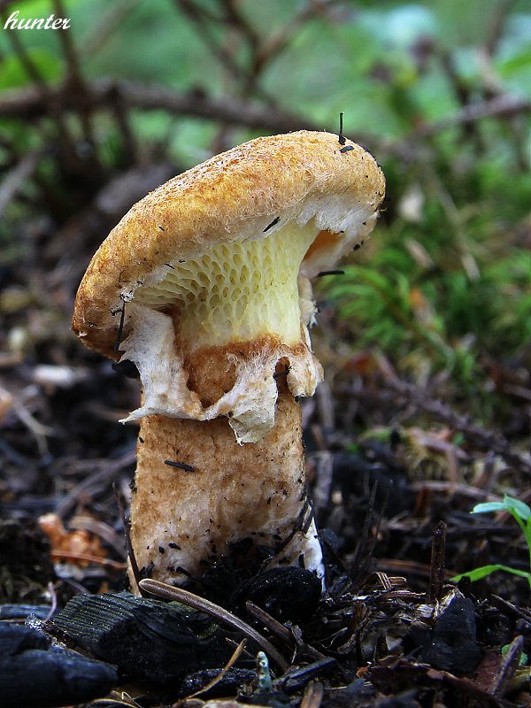 hríbovec dutohlúbikový Suillus cavipes (Opat.) A.H. Sm. & Thiers