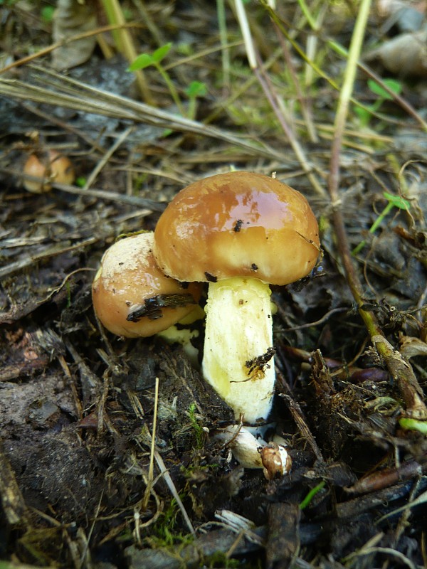 masliak zrnitý Suillus granulatus (L.) Roussel