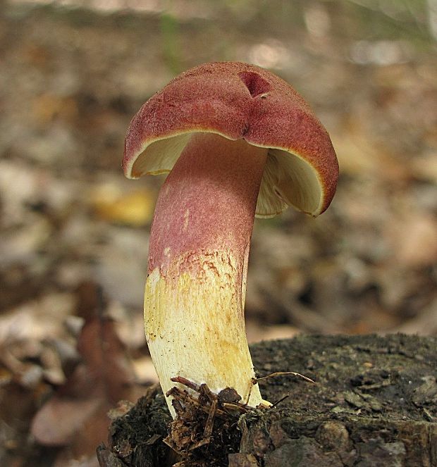 čírovec červenožltý-šafránka červenožlutá Tricholomopsis rutilans (Schaeff.) Singer