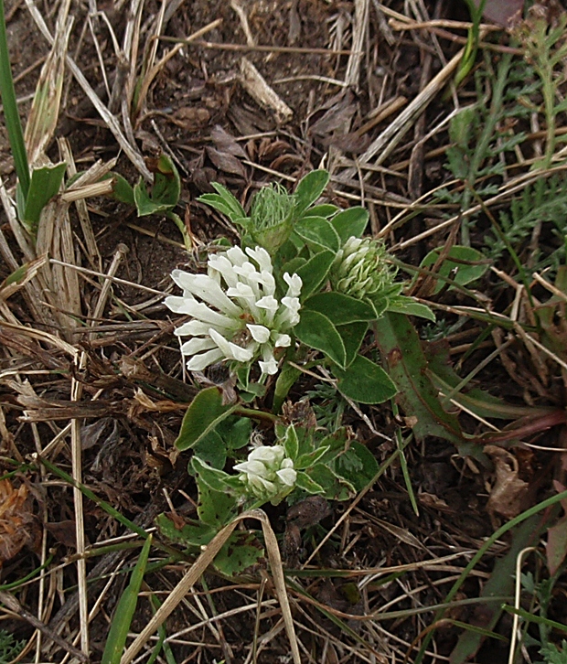 ďatelina bledožltá Trifolium ochroleucon Huds.