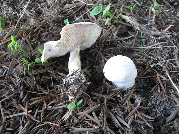 poľnička tvrdá Agrocybe dura (Bolton) Singer