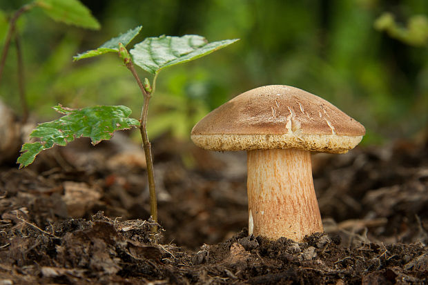 suchohríb moravský Aureoboletus moravicus (Václ. Vacek) Klofac