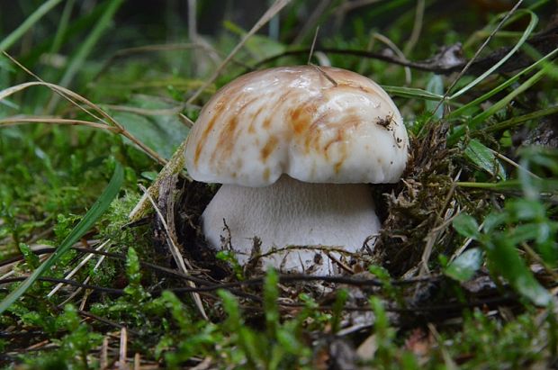 hríb smrekový Boletus edulis Bull.