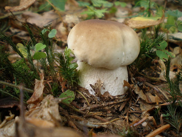 hríb smrekový Boletus edulis Bull.