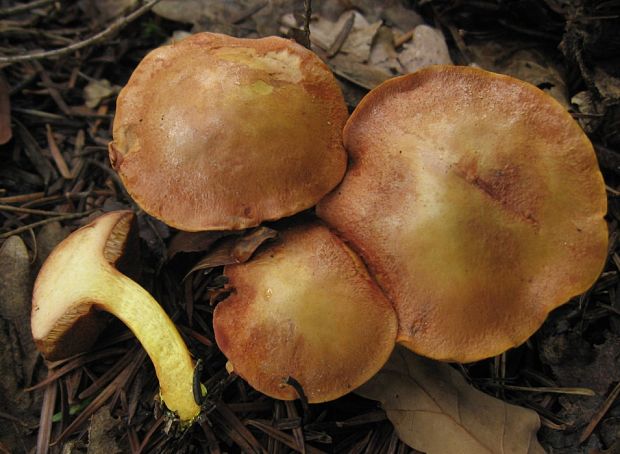 meďovec korenistý Chalciporus piperatus (Bull.) Bataille