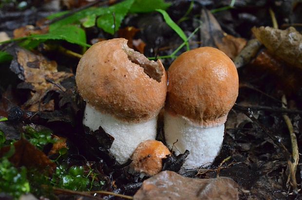 kozák osikový Leccinum albostipitatum den Bakker & Noordel.