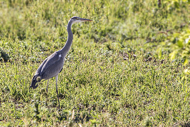 volavka popolavá Ardea cinerea Britzelm.