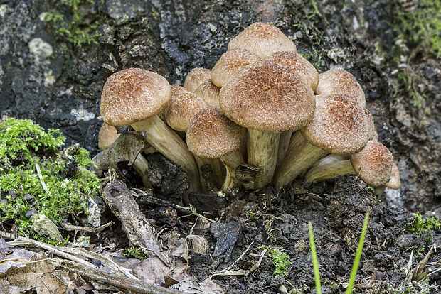 podpňovka bezprsteňová Armillaria socialis (DC.) Fayod