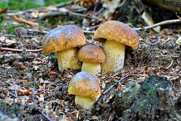 hríb smrekový Boletus edulis Bull.