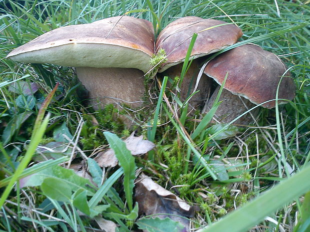 hríb smrekový Boletus edulis Bull.