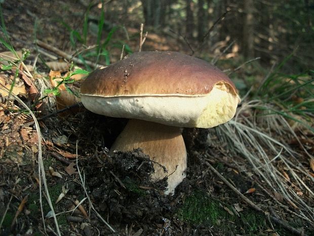 hríb smrekový Boletus edulis Bull.