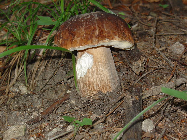 hríb smrekový Boletus edulis Bull.