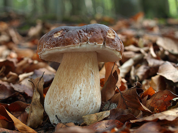 hríb smrekový Boletus edulis Bull.