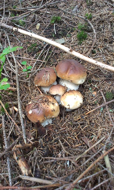 hríb smrekový Boletus edulis Bull.