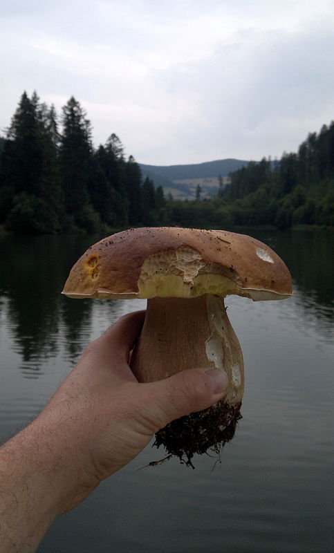 hríb smrekový Boletus edulis Bull.