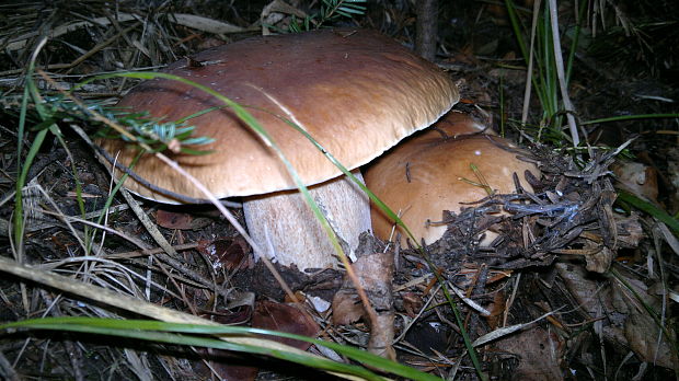 hríb smrekový Boletus edulis Bull.