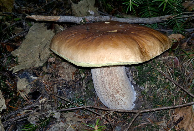 hríb smrekový Boletus edulis Bull.