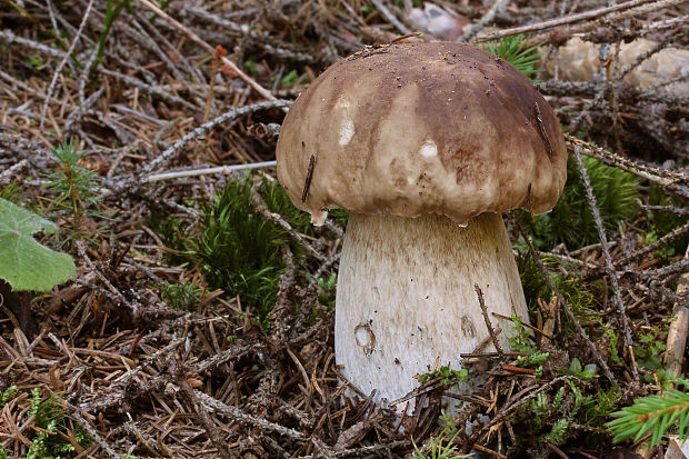 hríb smrekový Boletus edulis Bull.