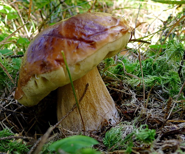 hríb smrekový Boletus edulis Bull.