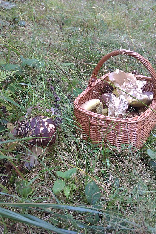 hríb smrekový Boletus edulis Bull.