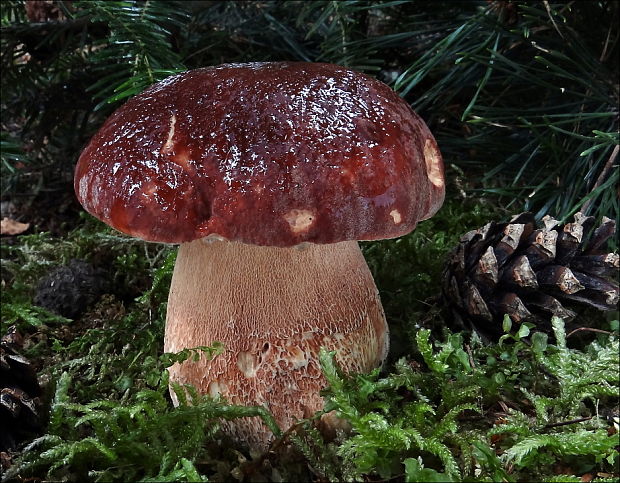 hríb sosnový Boletus pinophilus Pil. et Dermek in Pil.