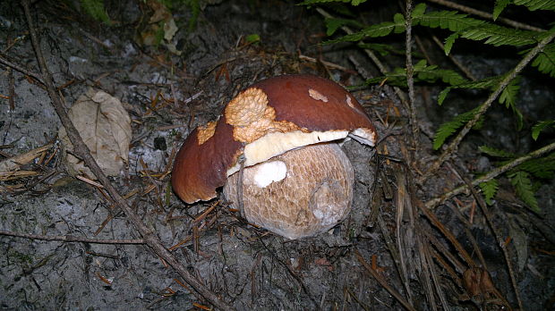 hríb dubový Boletus reticulatus Schaeff.