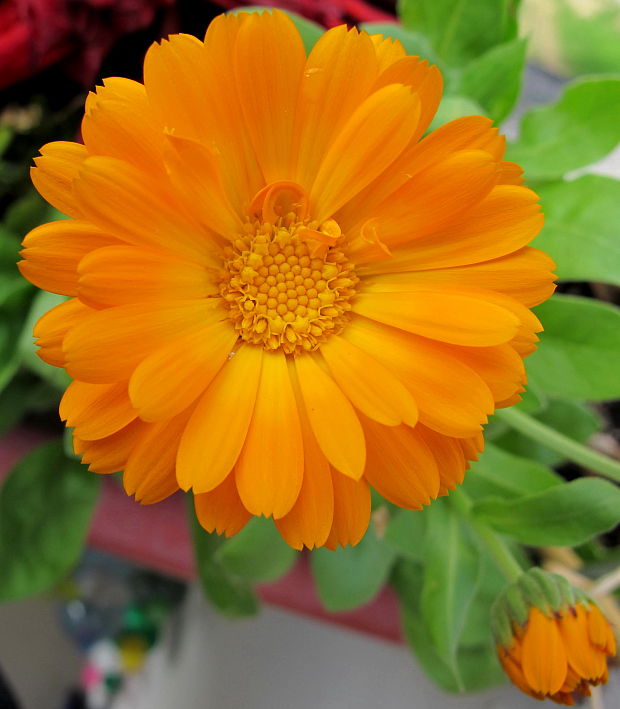 nechtík lekársky Calendula officinalis L.