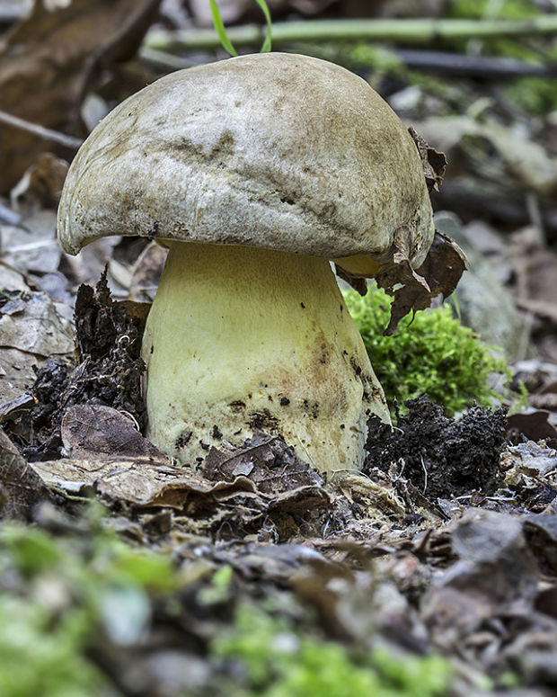 hríb horký Caloboletus radicans (Pers.) Vizzini