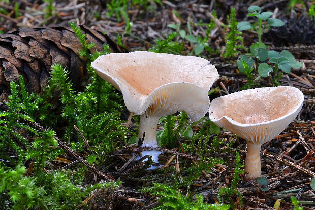 strmuľka lievikovitá Clitocybe gibba (Pers.) P. Kumm.