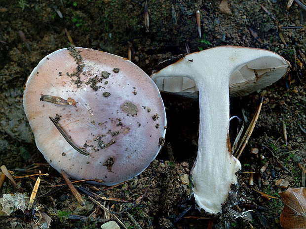 pavučinovec pestrý Cortinarius dibaphus Fr.