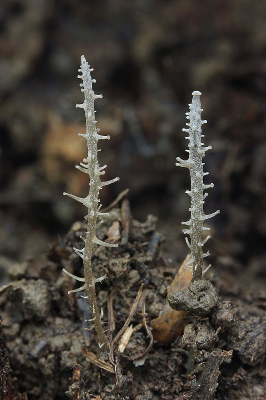 peniazovka vetvistá Dendrocollybia racemosa (Pers.) R.H. Petersen & Redhead