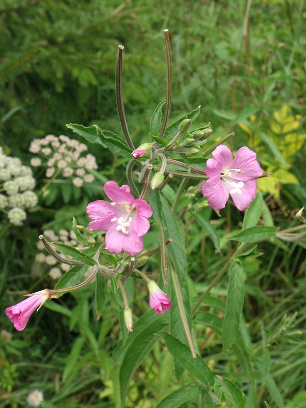 vŕbovka chlpatá / vrbovka chlupatá Epilobium hirsutum L.