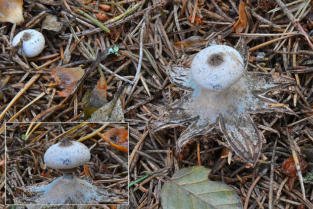 hviezdovka golierikovitá Geastrum striatum DC.