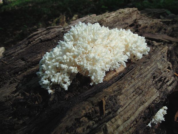 koralovec bukový Hericium coralloides (Scop.) Pers.