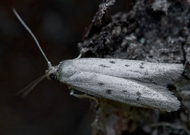 humusovka smrečinová Hypatopa binotella