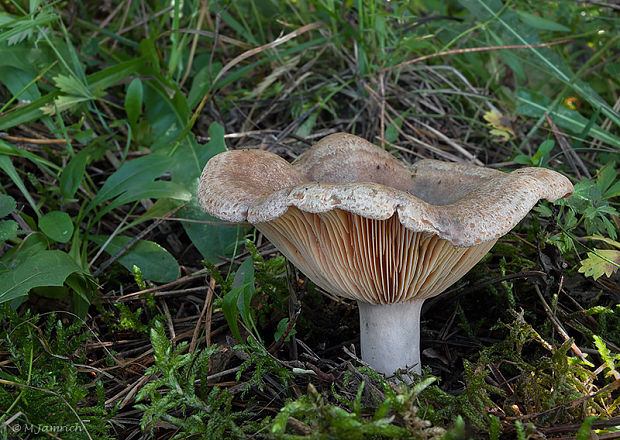 rýdzik  Lactarius semisanguifluus R. Heim & Leclair