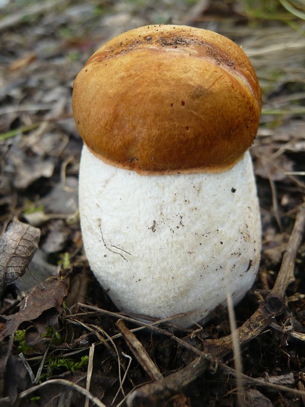 kozák osikový Leccinum albostipitatum den Bakker & Noordel.