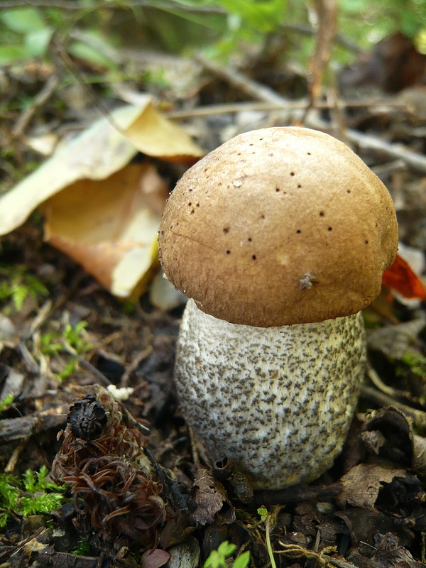 kozák brezový Leccinum scabrum (Bull.) Gray