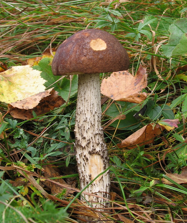 kozák brezový Leccinum scabrum (Bull.) Gray