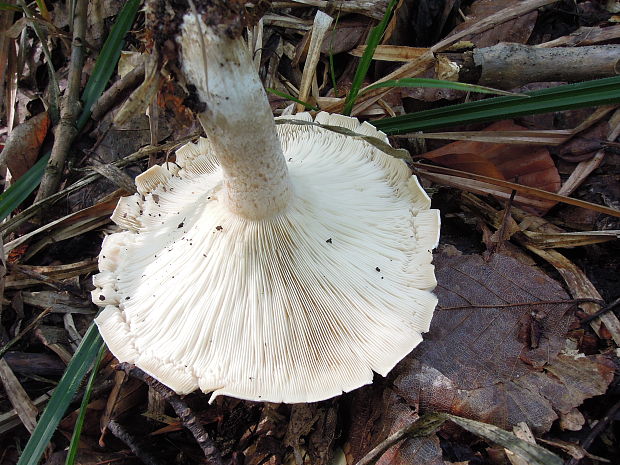 čechratec obrovský? Leucopaxillus giganteus (Sowerby) Singer