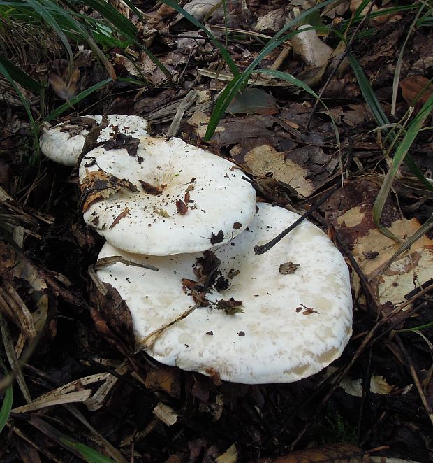 čechratec obrovský? Leucopaxillus giganteus (Sowerby) Singer