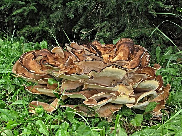 vejárovec obrovský-vějířovec obrovský Meripilus giganteus (Pers.) P. Karst.