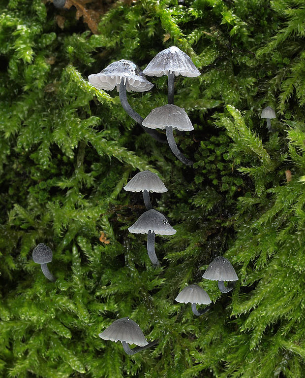 prilbička Mycena sp.