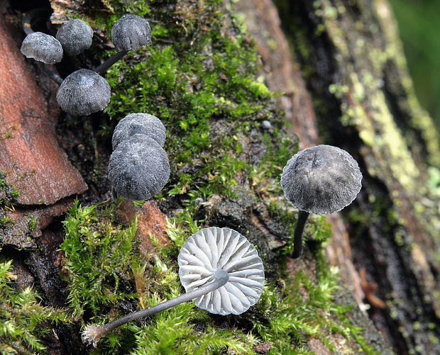 prilbička Mycena sp.