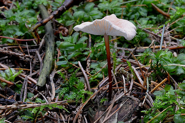 tanečnica orešcová Mycetinis scorodonius (Fr.) A.W. Wilson & Desjardin