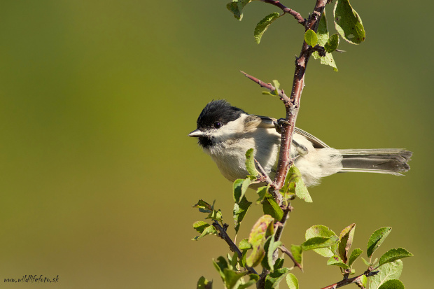 sýkorka hôrna Parus palustris