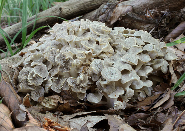 trúdnik klobúčkatý Polyporus umbellatus (Pers.) Fr.